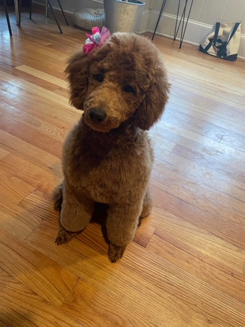 Magnolia lane Kennel Dogs for Sale Red Moyen Poodles