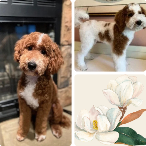 Red and Parti Moyen poodles